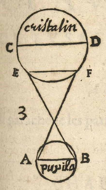 An illustration from De l'usage des parties du corps humain ; trad. du grec et du latin..., 1659, leaf 506