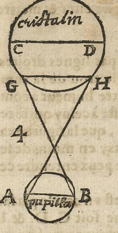 An illustration from De l'usage des parties du corps humain ; trad. du grec et du latin..., 1659, leaf 507