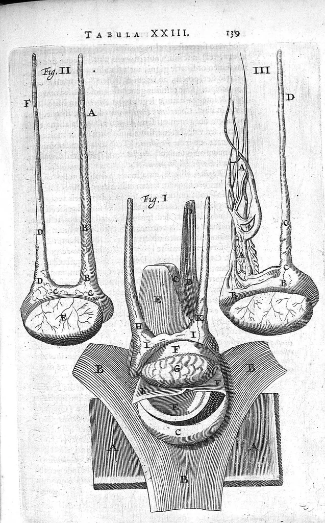 An illustration from Anatomia, ex Caspari Bartholini parentis Institutionibus, omniumque recentiorum et propriis observationibus tertiùm ad sanguinis circulationem reformata. Cum iconibus novis accuratissimi, 1651, leaf 157