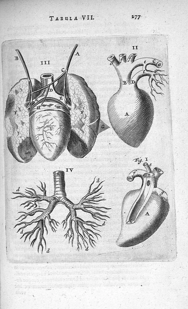 An illustration from Anatomia, ex Caspari Bartholini parentis Institutionibus, omniumque recentiorum et propriis observationibus tertiùm ad sanguinis circulationem reformata. Cum iconibus novis accuratissimi, 1651, leaf 295