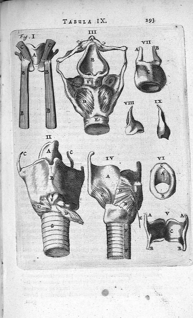 An illustration from Anatomia, ex Caspari Bartholini parentis Institutionibus, omniumque recentiorum et propriis observationibus tertiùm ad sanguinis circulationem reformata. Cum iconibus novis accuratissimi, 1651, leaf 311