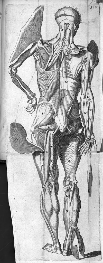 An illustration from Anatomia, ex Caspari Bartholini parentis Institutionibus, omniumque recentiorum et propriis observationibus tertiùm ad sanguinis circulationem reformata. Cum iconibus novis accuratissimi, 1651, leaf 408
