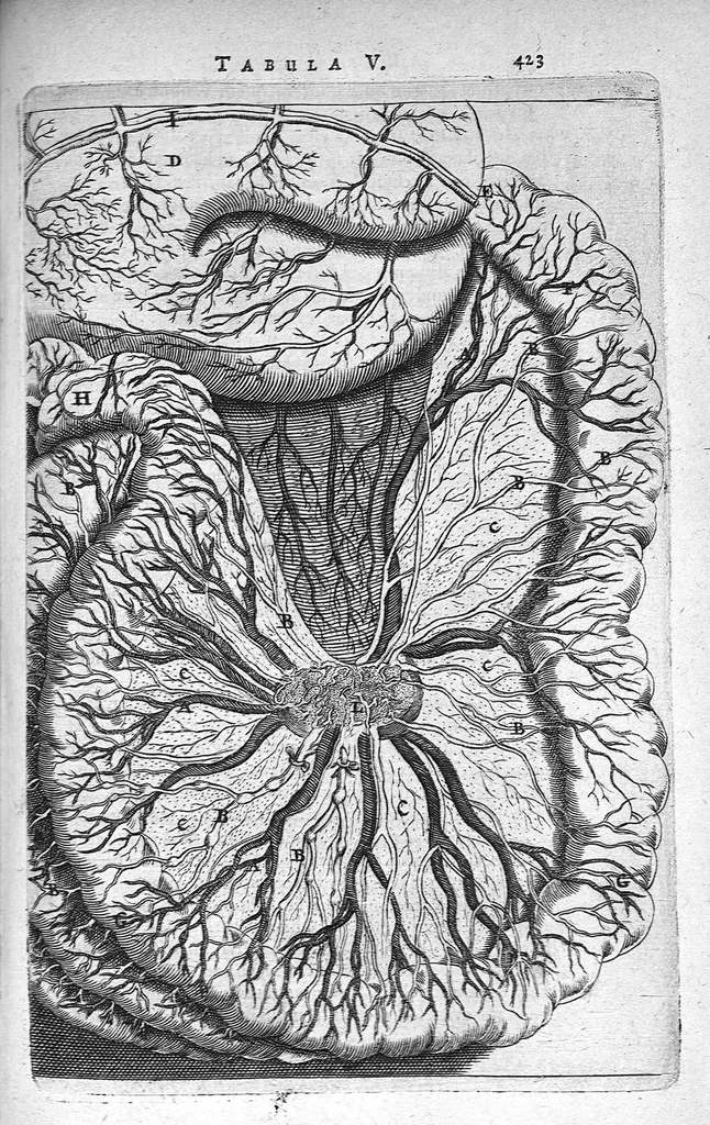 An illustration from Anatomia, ex Caspari Bartholini parentis Institutionibus, omniumque recentiorum et propriis observationibus tertiùm ad sanguinis circulationem reformata. Cum iconibus novis accuratissimi, 1651, leaf 444