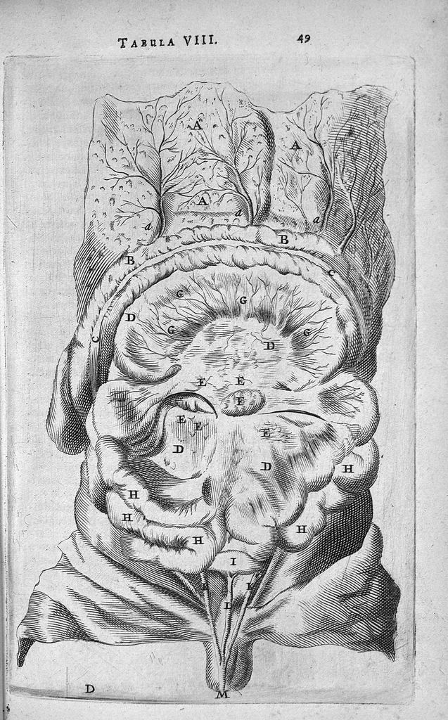 An illustration from Anatomia, ex Caspari Bartholini parentis Institutionibus, omniumque recentiorum et propriis observationibus tertiùm ad sanguinis circulationem reformata. Cum iconibus novis accuratissimi, 1651, leaf 67