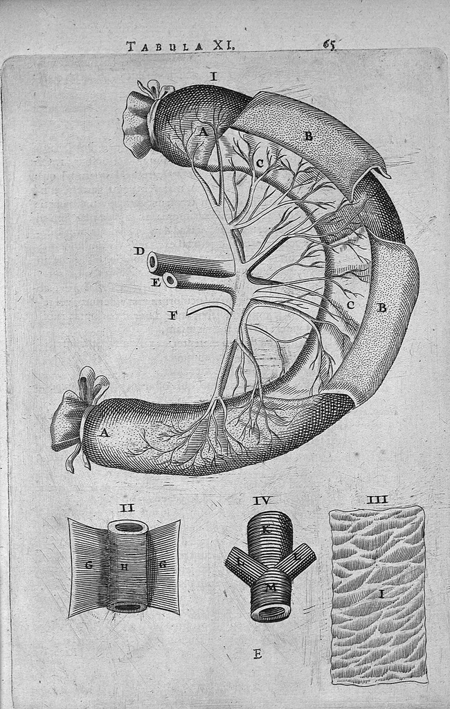An illustration from Anatomia, ex Caspari Bartholini parentis Institutionibus, omniumque recentiorum et propriis observationibus tertiùm ad sanguinis circulationem reformata. Cum iconibus novis accuratissimi, 1651, leaf 83
