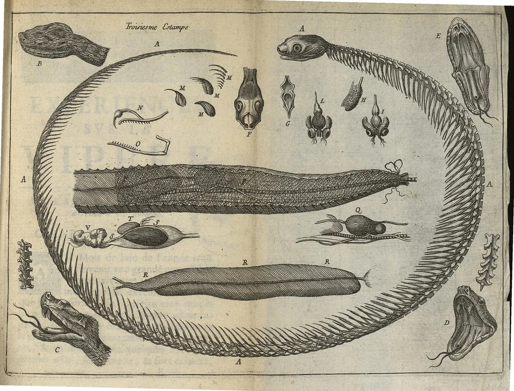 An illustration from Nouvelles expériences sur la vipere, ou l'on verra une description exacte de toutes ses parties, la source de son venin, ses divers effets, & les remedes exquis que les artistes peuvent tirer cu corps de cet animal..., 1672, leaf 86