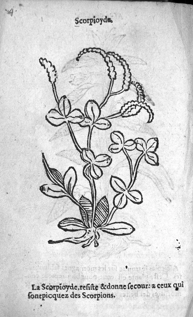 An illustration from Officinne et jardin de chirurgie militaire contenant les instrumentz et plantes tres necessaires a tous Chi[r]urgiens...avec certains cathalogues des ingrediens propres à chacun membre tant similaires qu’organiques. Dedié à haut et puissant seigneur M. François Gouffier, sieur de Crevecoeur Chevalier des deux ordres du Roy. Plus un traicté des contrepoisons et cure de la Peste et declaration d’un Enigme le tout experimenté et mis en lumiere pour l’utilité du public. Par Esaïe le Lievre Chirurgien,, 1583, leaf 117
