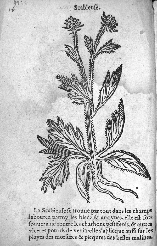 An illustration from Officinne et jardin de chirurgie militaire contenant les instrumentz et plantes tres necessaires a tous Chi[r]urgiens...avec certains cathalogues des ingrediens propres à chacun membre tant similaires qu’organiques. Dedié à haut et puissant seigneur M. François Gouffier, sieur de Crevecoeur Chevalier des deux ordres du Roy. Plus un traicté des contrepoisons et cure de la Peste et declaration d’un Enigme le tout experimenté et mis en lumiere pour l’utilité du public. Par Esaïe le Lievre Chirurgien,, 1583, leaf 129