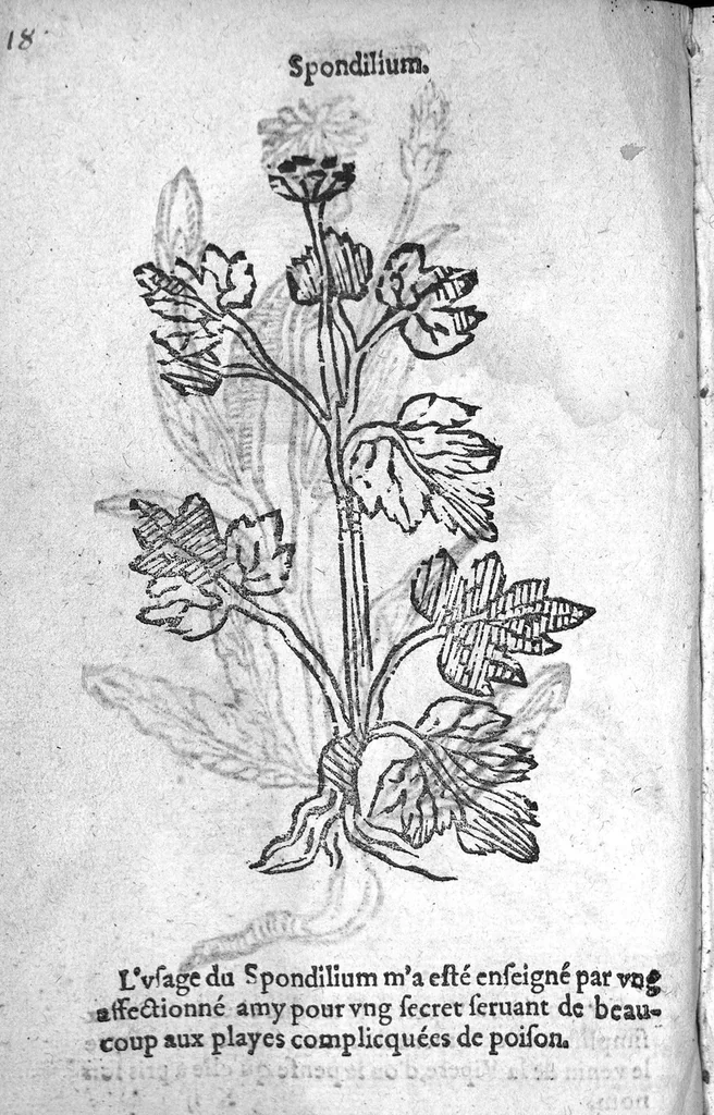 An illustration from Officinne et jardin de chirurgie militaire contenant les instrumentz et plantes tres necessaires a tous Chi[r]urgiens...avec certains cathalogues des ingrediens propres à chacun membre tant similaires qu’organiques. Dedié à haut et puissant seigneur M. François Gouffier, sieur de Crevecoeur Chevalier des deux ordres du Roy. Plus un traicté des contrepoisons et cure de la Peste et declaration d’un Enigme le tout experimenté et mis en lumiere pour l’utilité du public. Par Esaïe le Lievre Chirurgien,, 1583, leaf 131