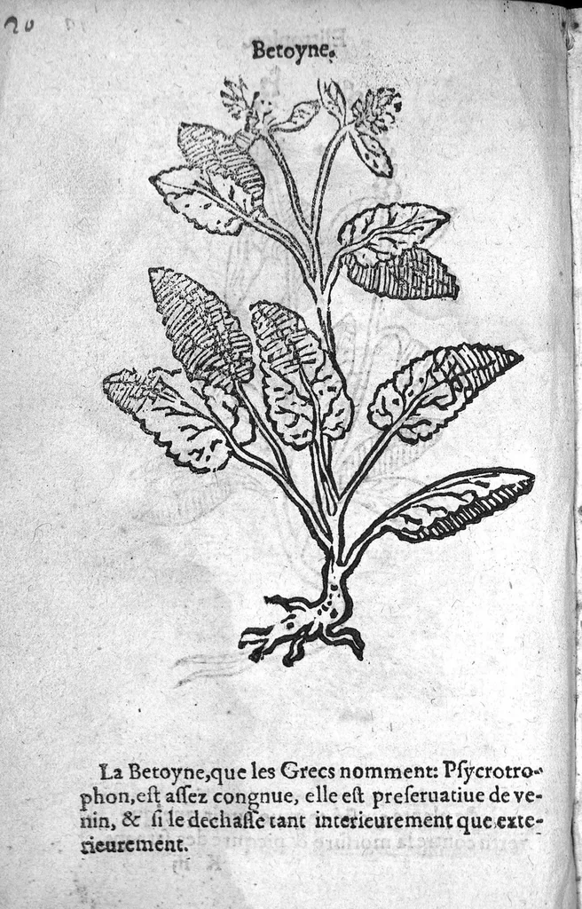 An illustration from Officinne et jardin de chirurgie militaire contenant les instrumentz et plantes tres necessaires a tous Chi[r]urgiens...avec certains cathalogues des ingrediens propres à chacun membre tant similaires qu’organiques. Dedié à haut et puissant seigneur M. François Gouffier, sieur de Crevecoeur Chevalier des deux ordres du Roy. Plus un traicté des contrepoisons et cure de la Peste et declaration d’un Enigme le tout experimenté et mis en lumiere pour l’utilité du public. Par Esaïe le Lievre Chirurgien,, 1583, leaf 133