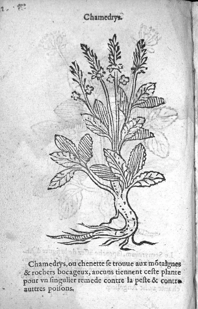 An illustration from Officinne et jardin de chirurgie militaire contenant les instrumentz et plantes tres necessaires a tous Chi[r]urgiens...avec certains cathalogues des ingrediens propres à chacun membre tant similaires qu’organiques. Dedié à haut et puissant seigneur M. François Gouffier, sieur de Crevecoeur Chevalier des deux ordres du Roy. Plus un traicté des contrepoisons et cure de la Peste et declaration d’un Enigme le tout experimenté et mis en lumiere pour l’utilité du public. Par Esaïe le Lievre Chirurgien,, 1583, leaf 135