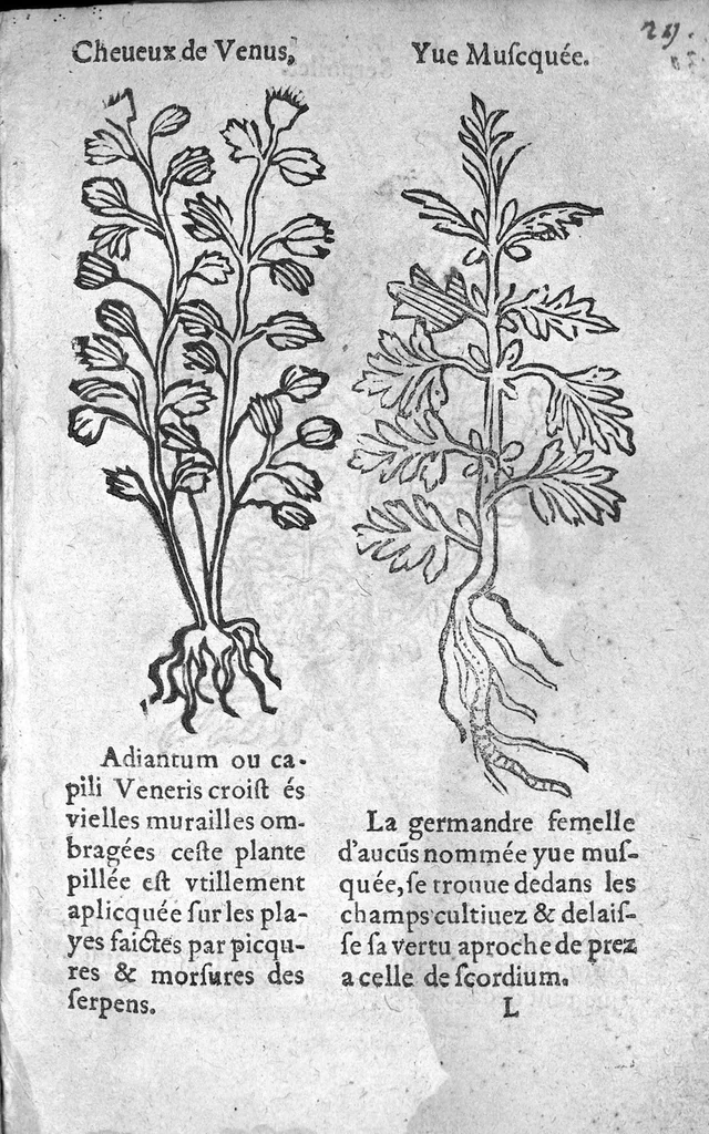 An illustration from Officinne et jardin de chirurgie militaire contenant les instrumentz et plantes tres necessaires a tous Chi[r]urgiens...avec certains cathalogues des ingrediens propres à chacun membre tant similaires qu’organiques. Dedié à haut et puissant seigneur M. François Gouffier, sieur de Crevecoeur Chevalier des deux ordres du Roy. Plus un traicté des contrepoisons et cure de la Peste et declaration d’un Enigme le tout experimenté et mis en lumiere pour l’utilité du public. Par Esaïe le Lievre Chirurgien,, 1583, leaf 144