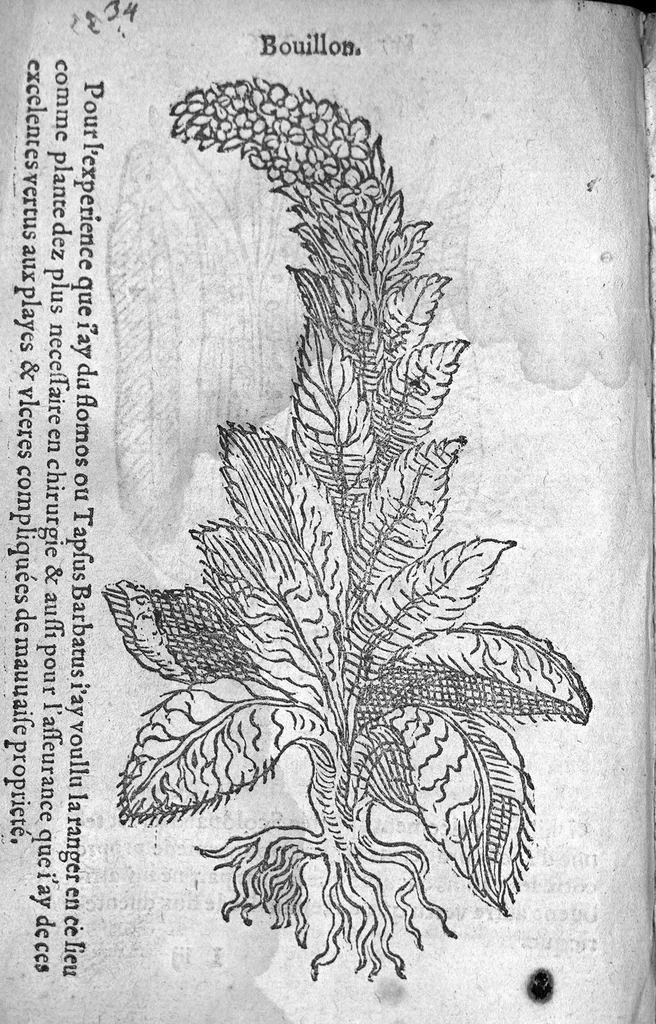 An illustration from Officinne et jardin de chirurgie militaire contenant les instrumentz et plantes tres necessaires a tous Chi[r]urgiens...avec certains cathalogues des ingrediens propres à chacun membre tant similaires qu’organiques. Dedié à haut et puissant seigneur M. François Gouffier, sieur de Crevecoeur Chevalier des deux ordres du Roy. Plus un traicté des contrepoisons et cure de la Peste et declaration d’un Enigme le tout experimenté et mis en lumiere pour l’utilité du public. Par Esaïe le Lievre Chirurgien,, 1583, leaf 149