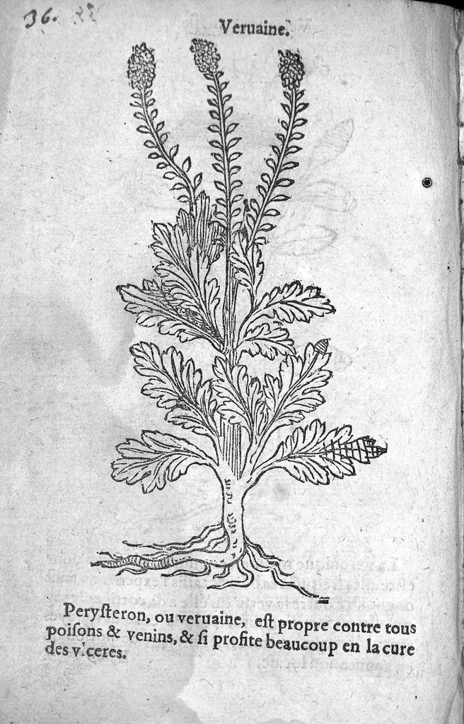 An illustration from Officinne et jardin de chirurgie militaire contenant les instrumentz et plantes tres necessaires a tous Chi[r]urgiens...avec certains cathalogues des ingrediens propres à chacun membre tant similaires qu’organiques. Dedié à haut et puissant seigneur M. François Gouffier, sieur de Crevecoeur Chevalier des deux ordres du Roy. Plus un traicté des contrepoisons et cure de la Peste et declaration d’un Enigme le tout experimenté et mis en lumiere pour l’utilité du public. Par Esaïe le Lievre Chirurgien,, 1583, leaf 151