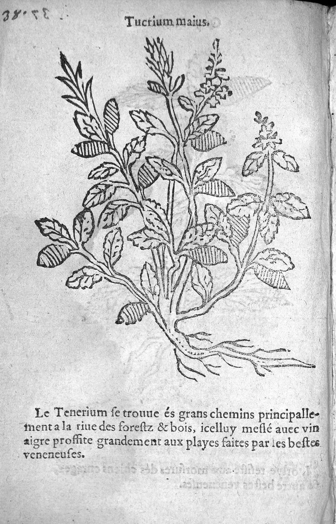 An illustration from Officinne et jardin de chirurgie militaire contenant les instrumentz et plantes tres necessaires a tous Chi[r]urgiens...avec certains cathalogues des ingrediens propres à chacun membre tant similaires qu’organiques. Dedié à haut et puissant seigneur M. François Gouffier, sieur de Crevecoeur Chevalier des deux ordres du Roy. Plus un traicté des contrepoisons et cure de la Peste et declaration d’un Enigme le tout experimenté et mis en lumiere pour l’utilité du public. Par Esaïe le Lievre Chirurgien,, 1583, leaf 153