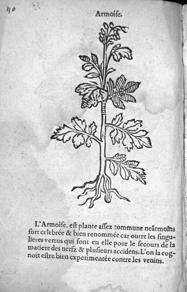 An illustration from Officinne et jardin de chirurgie militaire contenant les instrumentz et plantes tres necessaires a tous Chi[r]urgiens...avec certains cathalogues des ingrediens propres à chacun membre tant similaires qu’organiques. Dedié à haut et puissant seigneur M. François Gouffier, sieur de Crevecoeur Chevalier des deux ordres du Roy. Plus un traicté des contrepoisons et cure de la Peste et declaration d’un Enigme le tout experimenté et mis en lumiere pour l’utilité du public. Par Esaïe le Lievre Chirurgien,, 1583, leaf 155