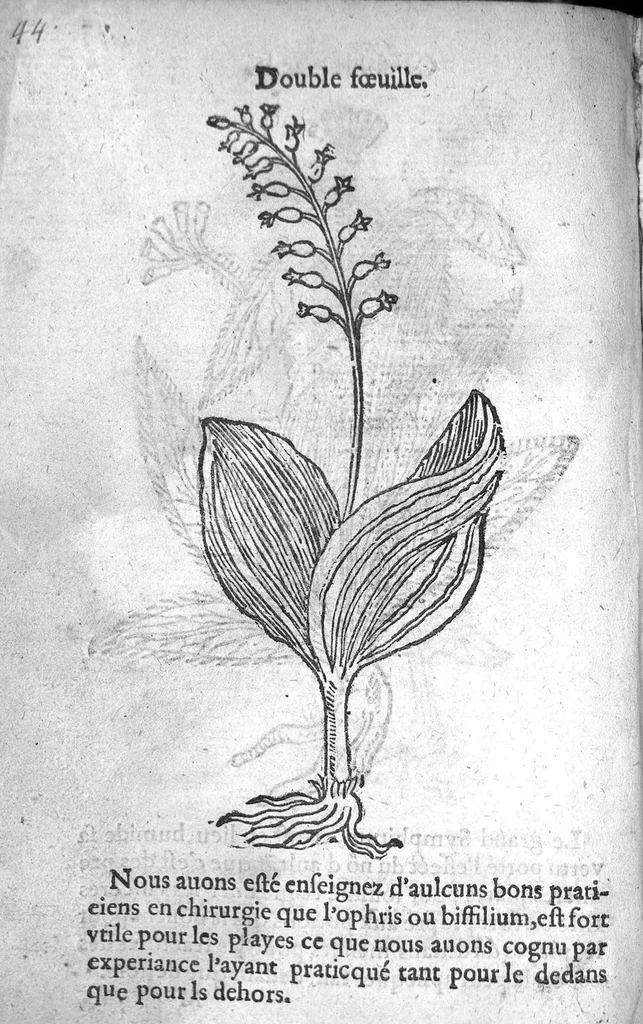 An illustration from Officinne et jardin de chirurgie militaire contenant les instrumentz et plantes tres necessaires a tous Chi[r]urgiens...avec certains cathalogues des ingrediens propres à chacun membre tant similaires qu’organiques. Dedié à haut et puissant seigneur M. François Gouffier, sieur de Crevecoeur Chevalier des deux ordres du Roy. Plus un traicté des contrepoisons et cure de la Peste et declaration d’un Enigme le tout experimenté et mis en lumiere pour l’utilité du public. Par Esaïe le Lievre Chirurgien,, 1583, leaf 161