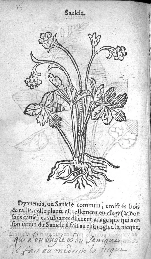 An illustration from Officinne et jardin de chirurgie militaire contenant les instrumentz et plantes tres necessaires a tous Chi[r]urgiens...avec certains cathalogues des ingrediens propres à chacun membre tant similaires qu’organiques. Dedié à haut et puissant seigneur M. François Gouffier, sieur de Crevecoeur Chevalier des deux ordres du Roy. Plus un traicté des contrepoisons et cure de la Peste et declaration d’un Enigme le tout experimenté et mis en lumiere pour l’utilité du public. Par Esaïe le Lievre Chirurgien,, 1583, leaf 163