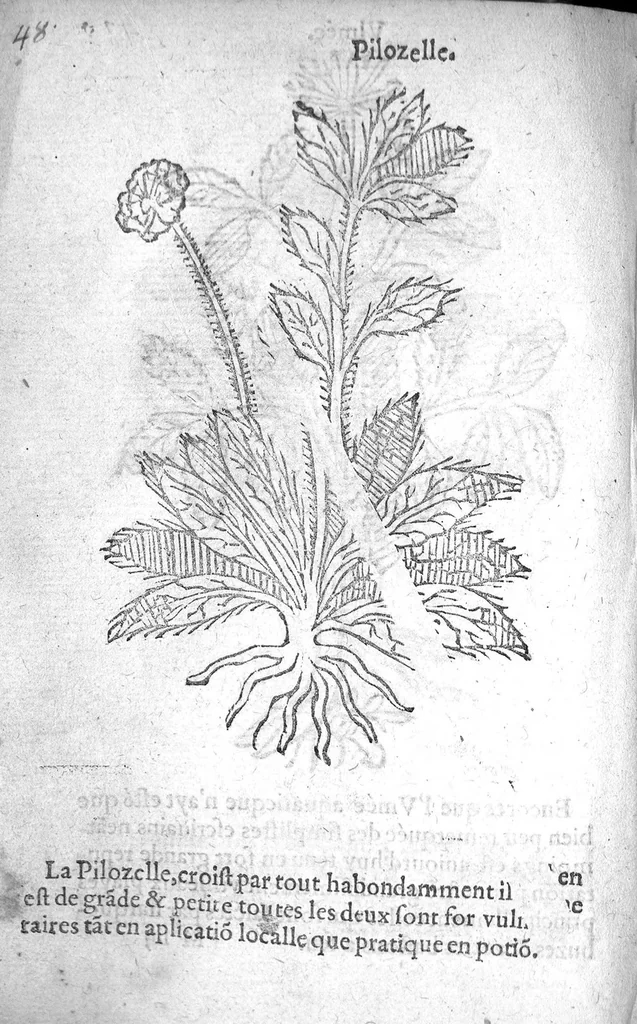 An illustration from Officinne et jardin de chirurgie militaire contenant les instrumentz et plantes tres necessaires a tous Chi[r]urgiens...avec certains cathalogues des ingrediens propres à chacun membre tant similaires qu’organiques. Dedié à haut et puissant seigneur M. François Gouffier, sieur de Crevecoeur Chevalier des deux ordres du Roy. Plus un traicté des contrepoisons et cure de la Peste et declaration d’un Enigme le tout experimenté et mis en lumiere pour l’utilité du public. Par Esaïe le Lievre Chirurgien,, 1583, leaf 167