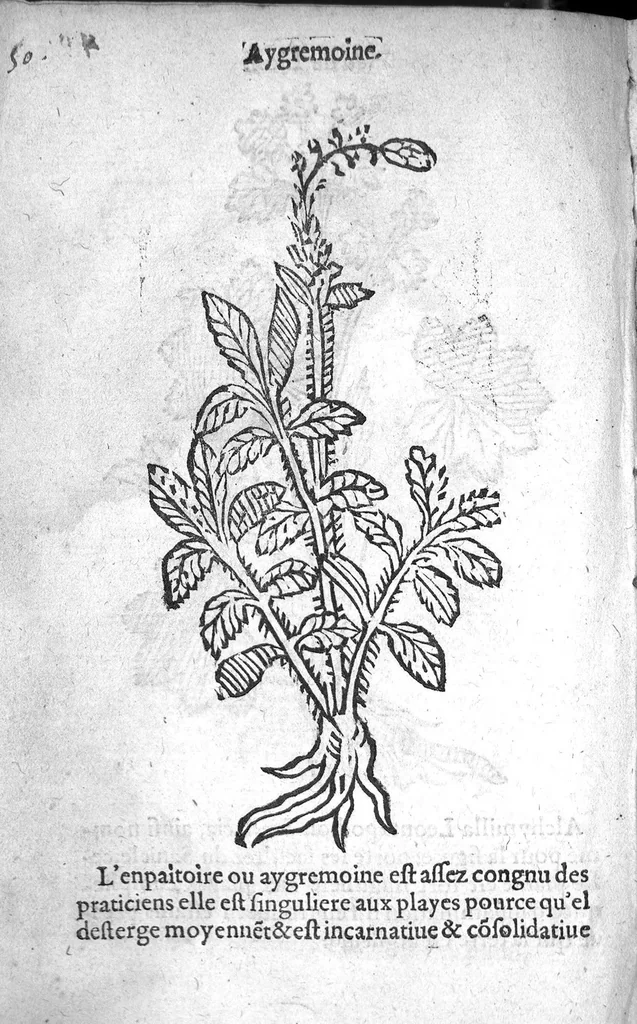 An illustration from Officinne et jardin de chirurgie militaire contenant les instrumentz et plantes tres necessaires a tous Chi[r]urgiens...avec certains cathalogues des ingrediens propres à chacun membre tant similaires qu’organiques. Dedié à haut et puissant seigneur M. François Gouffier, sieur de Crevecoeur Chevalier des deux ordres du Roy. Plus un traicté des contrepoisons et cure de la Peste et declaration d’un Enigme le tout experimenté et mis en lumiere pour l’utilité du public. Par Esaïe le Lievre Chirurgien,, 1583, leaf 169