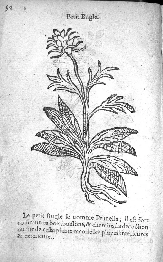 An illustration from Officinne et jardin de chirurgie militaire contenant les instrumentz et plantes tres necessaires a tous Chi[r]urgiens...avec certains cathalogues des ingrediens propres à chacun membre tant similaires qu’organiques. Dedié à haut et puissant seigneur M. François Gouffier, sieur de Crevecoeur Chevalier des deux ordres du Roy. Plus un traicté des contrepoisons et cure de la Peste et declaration d’un Enigme le tout experimenté et mis en lumiere pour l’utilité du public. Par Esaïe le Lievre Chirurgien,, 1583, leaf 171