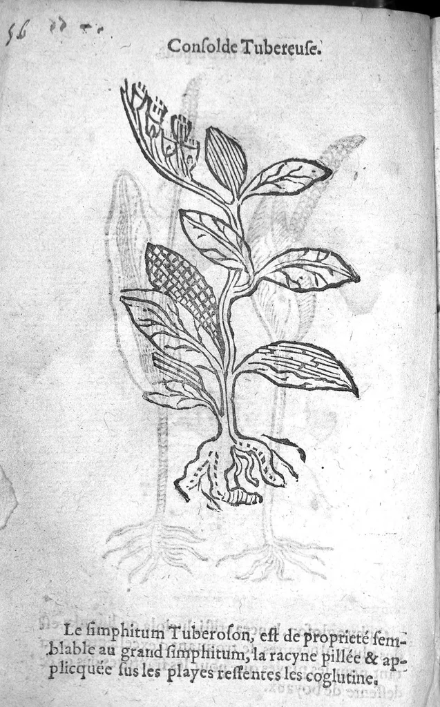 An illustration from Officinne et jardin de chirurgie militaire contenant les instrumentz et plantes tres necessaires a tous Chi[r]urgiens...avec certains cathalogues des ingrediens propres à chacun membre tant similaires qu’organiques. Dedié à haut et puissant seigneur M. François Gouffier, sieur de Crevecoeur Chevalier des deux ordres du Roy. Plus un traicté des contrepoisons et cure de la Peste et declaration d’un Enigme le tout experimenté et mis en lumiere pour l’utilité du public. Par Esaïe le Lievre Chirurgien,, 1583, leaf 175