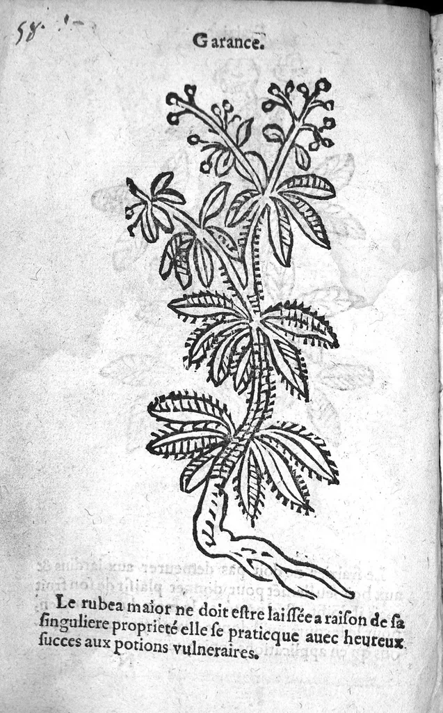 An illustration from Officinne et jardin de chirurgie militaire contenant les instrumentz et plantes tres necessaires a tous Chi[r]urgiens...avec certains cathalogues des ingrediens propres à chacun membre tant similaires qu’organiques. Dedié à haut et puissant seigneur M. François Gouffier, sieur de Crevecoeur Chevalier des deux ordres du Roy. Plus un traicté des contrepoisons et cure de la Peste et declaration d’un Enigme le tout experimenté et mis en lumiere pour l’utilité du public. Par Esaïe le Lievre Chirurgien,, 1583, leaf 177