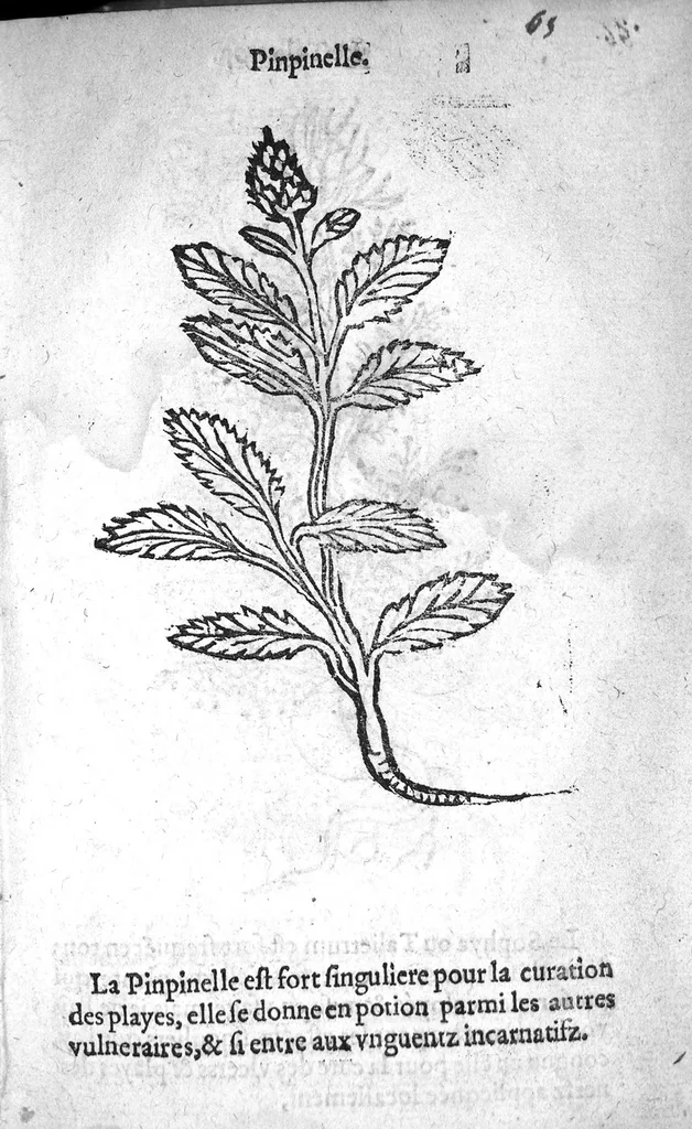 An illustration from Officinne et jardin de chirurgie militaire contenant les instrumentz et plantes tres necessaires a tous Chi[r]urgiens...avec certains cathalogues des ingrediens propres à chacun membre tant similaires qu’organiques. Dedié à haut et puissant seigneur M. François Gouffier, sieur de Crevecoeur Chevalier des deux ordres du Roy. Plus un traicté des contrepoisons et cure de la Peste et declaration d’un Enigme le tout experimenté et mis en lumiere pour l’utilité du public. Par Esaïe le Lievre Chirurgien,, 1583, leaf 184