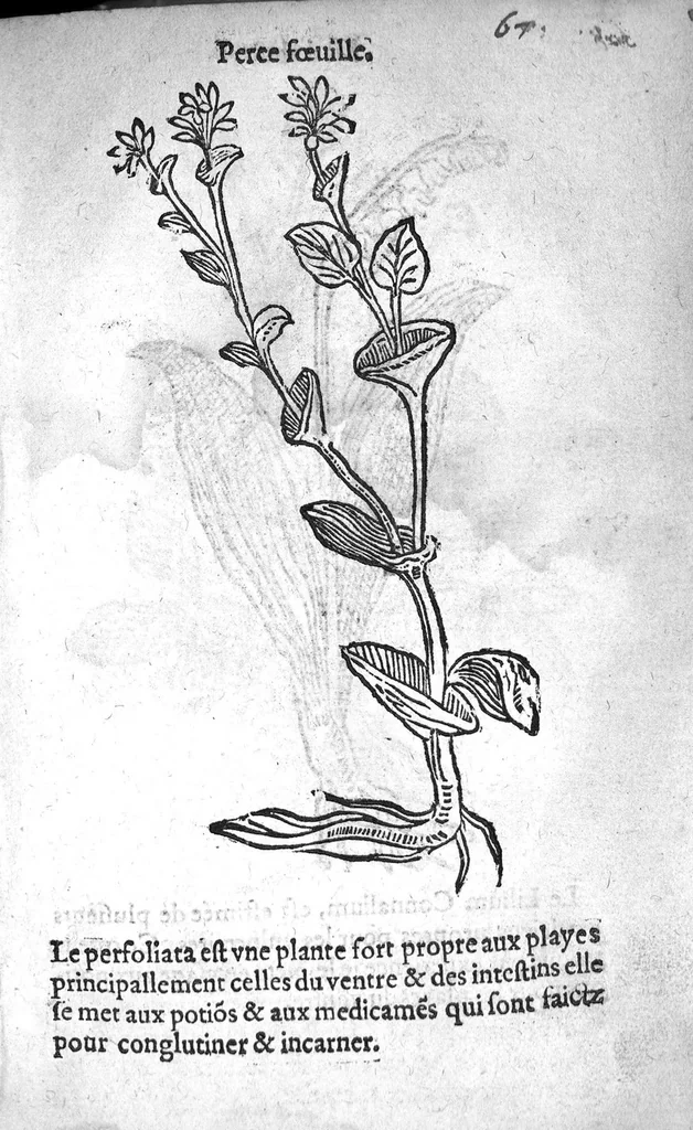 An illustration from Officinne et jardin de chirurgie militaire contenant les instrumentz et plantes tres necessaires a tous Chi[r]urgiens...avec certains cathalogues des ingrediens propres à chacun membre tant similaires qu’organiques. Dedié à haut et puissant seigneur M. François Gouffier, sieur de Crevecoeur Chevalier des deux ordres du Roy. Plus un traicté des contrepoisons et cure de la Peste et declaration d’un Enigme le tout experimenté et mis en lumiere pour l’utilité du public. Par Esaïe le Lievre Chirurgien,, 1583, leaf 186