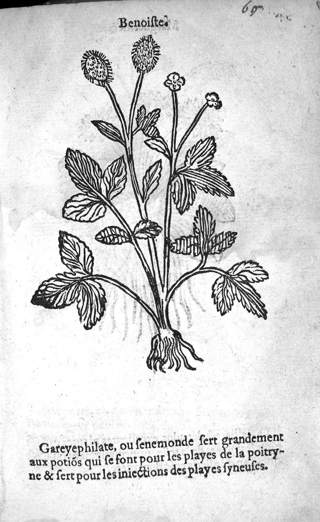 An illustration from Officinne et jardin de chirurgie militaire contenant les instrumentz et plantes tres necessaires a tous Chi[r]urgiens...avec certains cathalogues des ingrediens propres à chacun membre tant similaires qu’organiques. Dedié à haut et puissant seigneur M. François Gouffier, sieur de Crevecoeur Chevalier des deux ordres du Roy. Plus un traicté des contrepoisons et cure de la Peste et declaration d’un Enigme le tout experimenté et mis en lumiere pour l’utilité du public. Par Esaïe le Lievre Chirurgien,, 1583, leaf 188