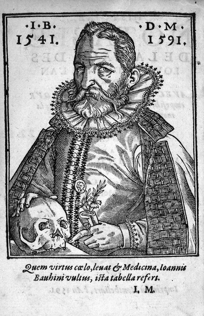 An illustration from Histoire notable de la rage des loups, advenue l'an MDXC, avec les remedes pour empescher la rage, qui survient après la morsure des Loups, Chiens et autres bestes enragees. Le tout mis en lumiere par Jean Bauhind, Medecin de Tres-illustre Prince, Monsieur Friderich, Conte de Vvirtemberg, Mont. etc.,, 1591, leaf 1