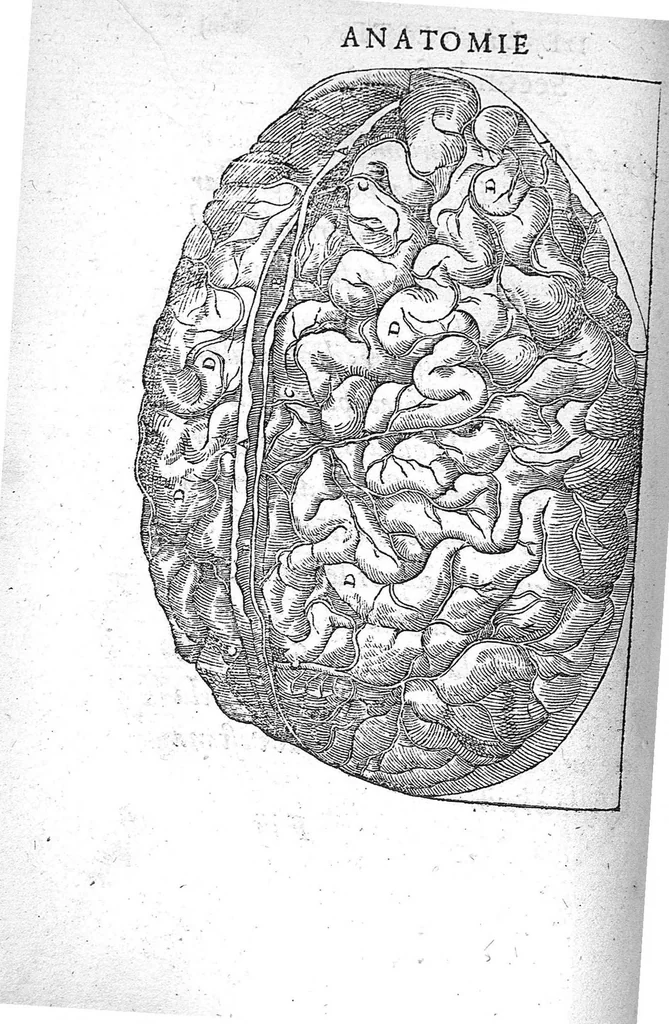 An illustration from La Methode Curative des Playes et Fracture de la teste humaine. Avec les pourtraits des Instruments necessaires pour la curation d’icelles. Par M. Ambroise Paré Chirurgien ordinaire du Roy, et Juré à Paris,, 1561, leaf 109