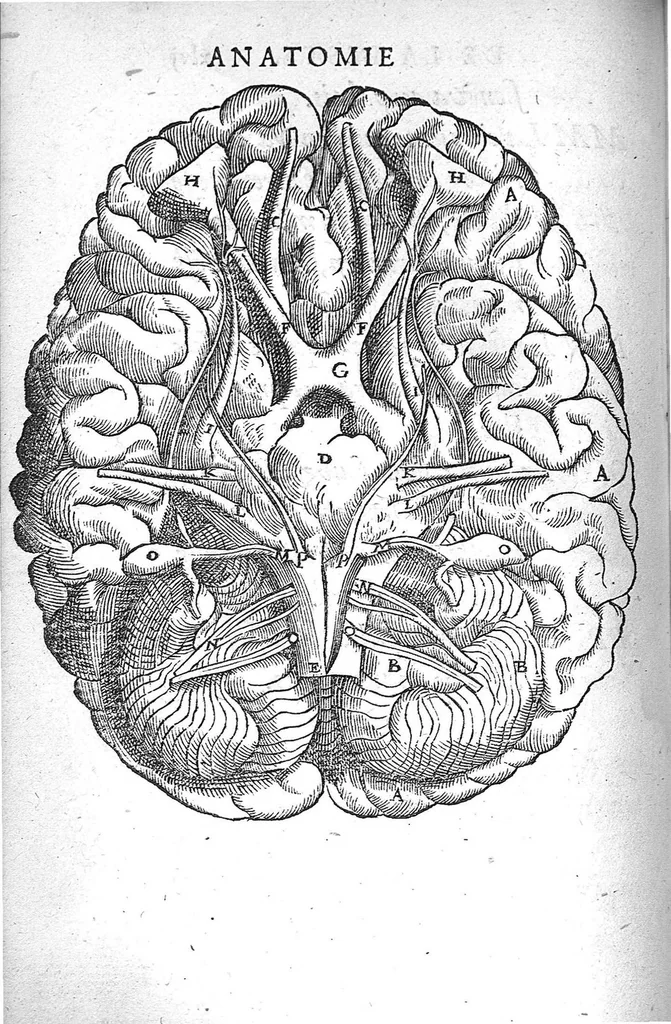An illustration from La Methode Curative des Playes et Fracture de la teste humaine. Avec les pourtraits des Instruments necessaires pour la curation d’icelles. Par M. Ambroise Paré Chirurgien ordinaire du Roy, et Juré à Paris,, 1561, leaf 115
