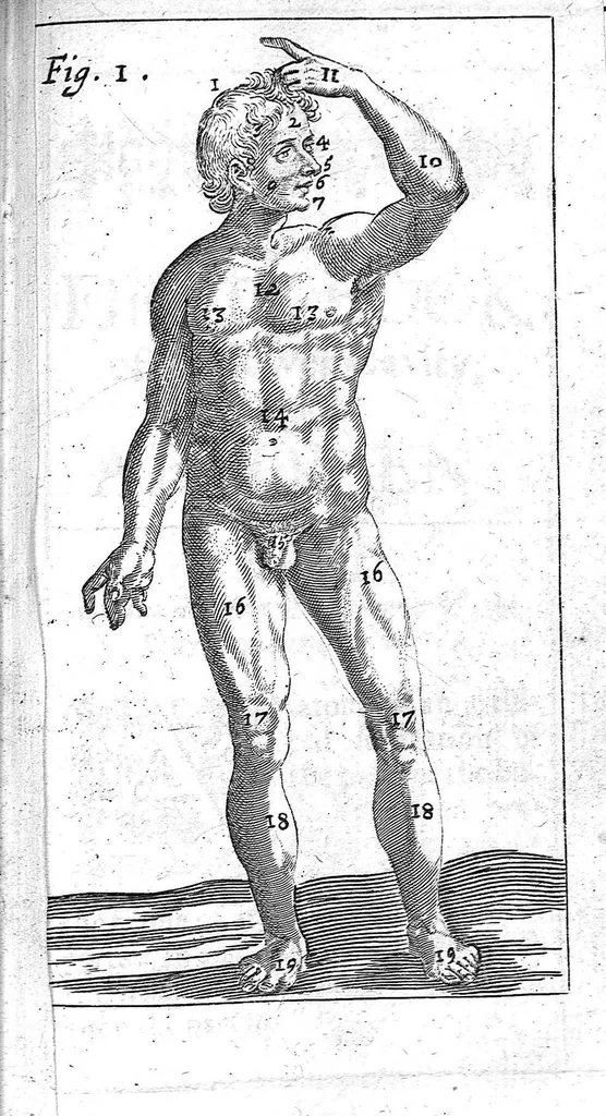 An illustration from The Manuall of the anatomy or dissection of the Body of man, 1650, leaf 10