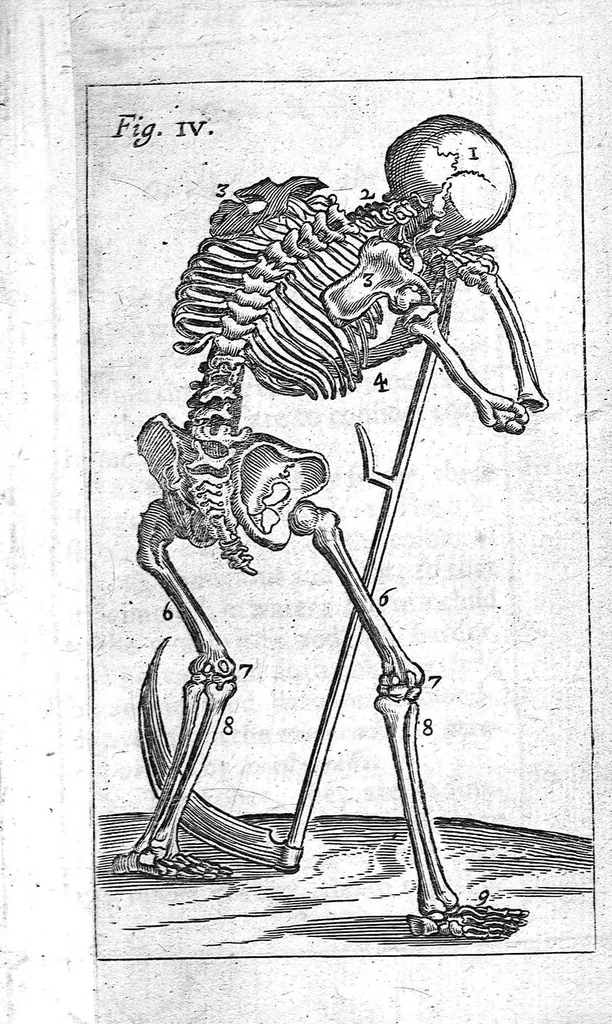 An illustration from The Manuall of the anatomy or dissection of the Body of man, 1650, leaf 201