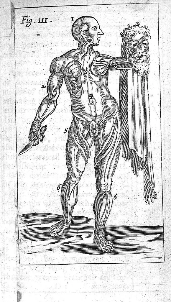 An illustration from The Manuall of the anatomy or dissection of the Body of man, 1650, leaf 78