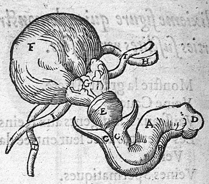 An illustration from Anatomie universelle du Corps humain, composee par A. Paré, Chirurgien ordinaire du Roy et Juré à Paris : reveue et augmentee par ledit autheur, avec I. Rostaing du Bignosc Provençal, aussi Chirurgien Juré à Paris, 1561, leaf 203
