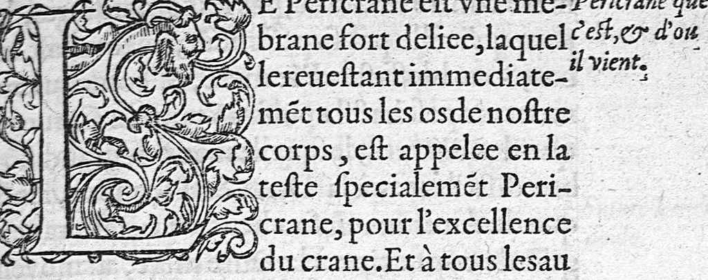 An illustration from Anatomie universelle du Corps humain, composee par A. Paré, Chirurgien ordinaire du Roy et Juré à Paris : reveue et augmentee par ledit autheur, avec I. Rostaing du Bignosc Provençal, aussi Chirurgien Juré à Paris, 1561, leaf 284