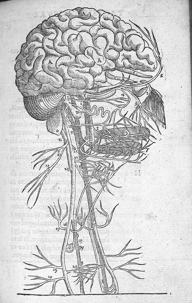 An illustration from Anatomie universelle du Corps humain, composee par A. Paré, Chirurgien ordinaire du Roy et Juré à Paris : reveue et augmentee par ledit autheur, avec I. Rostaing du Bignosc Provençal, aussi Chirurgien Juré à Paris, 1561, leaf 350