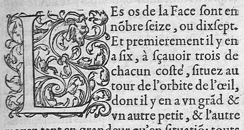 An illustration from Anatomie universelle du Corps humain, composee par A. Paré, Chirurgien ordinaire du Roy et Juré à Paris : reveue et augmentee par ledit autheur, avec I. Rostaing du Bignosc Provençal, aussi Chirurgien Juré à Paris, 1561, leaf 362