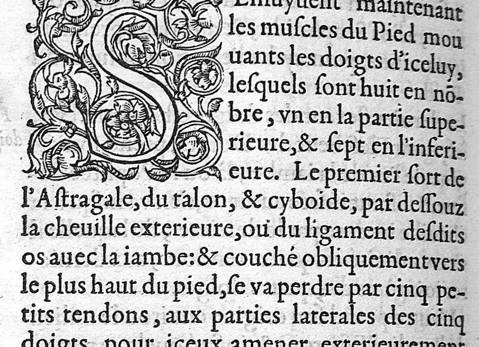 An illustration from Anatomie universelle du Corps humain, composee par A. Paré, Chirurgien ordinaire du Roy et Juré à Paris : reveue et augmentee par ledit autheur, avec I. Rostaing du Bignosc Provençal, aussi Chirurgien Juré à Paris, 1561, leaf 525