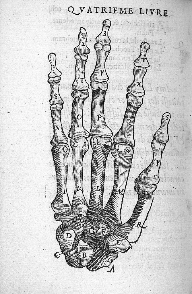 An illustration from Anatomie universelle du Corps humain, composee par A. Paré, Chirurgien ordinaire du Roy et Juré à Paris : reveue et augmentee par ledit autheur, avec I. Rostaing du Bignosc Provençal, aussi Chirurgien Juré à Paris, 1561, leaf 537