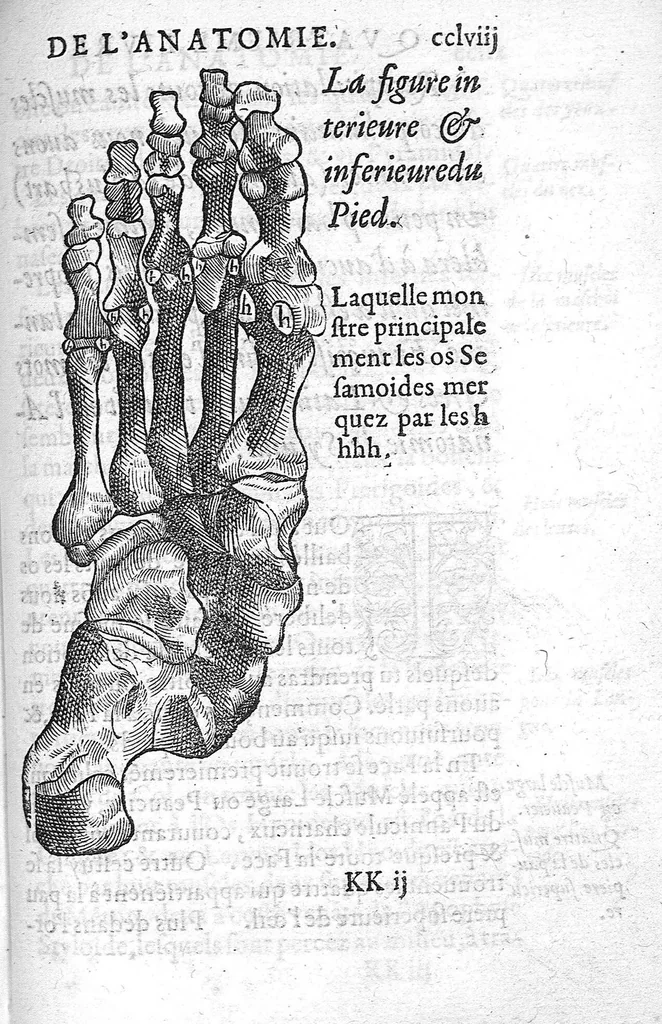 An illustration from Anatomie universelle du Corps humain, composee par A. Paré, Chirurgien ordinaire du Roy et Juré à Paris : reveue et augmentee par ledit autheur, avec I. Rostaing du Bignosc Provençal, aussi Chirurgien Juré à Paris, 1561, leaf 548