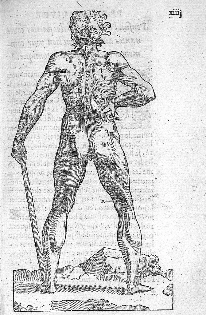An illustration from Anatomie universelle du Corps humain, composee par A. Paré, Chirurgien ordinaire du Roy et Juré à Paris : reveue et augmentee par ledit autheur, avec I. Rostaing du Bignosc Provençal, aussi Chirurgien Juré à Paris, 1561, leaf 60