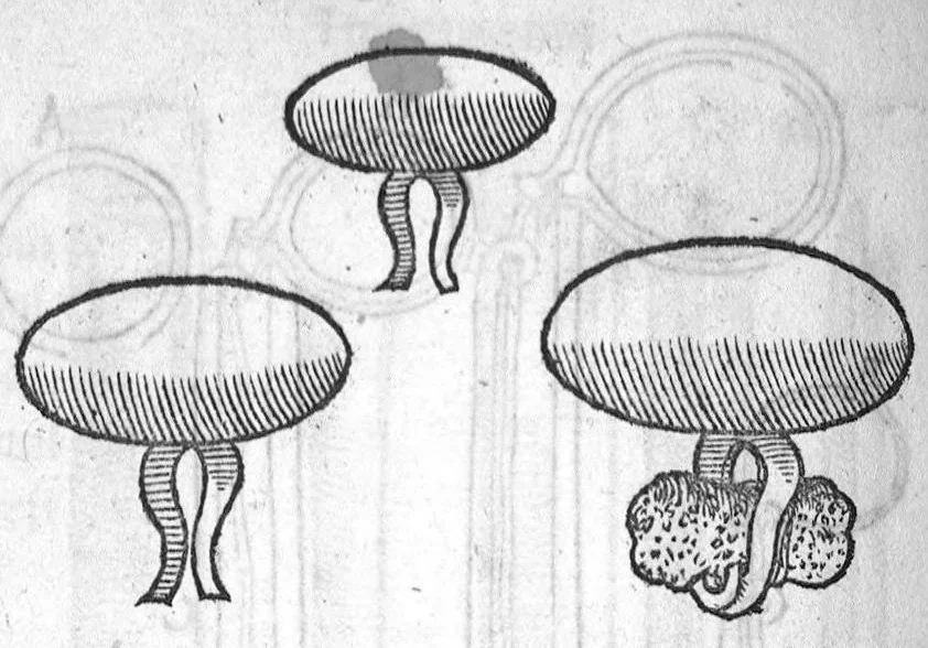 An illustration from Dix livres de la chirurgie avec le Magasin des Instrumens necessaires à icelle. Par Ambroise Paré, premier Chirurgien du Roy et juré à Paris, 1564, leaf 474