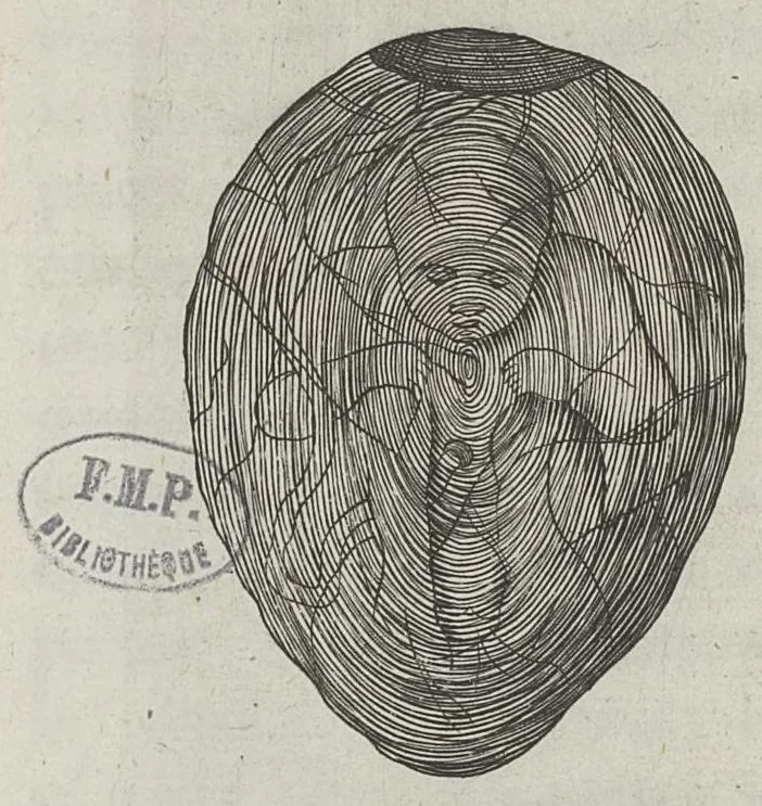An illustration from Le chemin frayé et infaillible aux accouchemens, qui servira de flambeau aux sages-femmes, pour les éclairer en leurs operations, cachées dans les plus obscures cavernes de la matrice. Le tout enrichi de diverses figures..., 1689, leaf 18