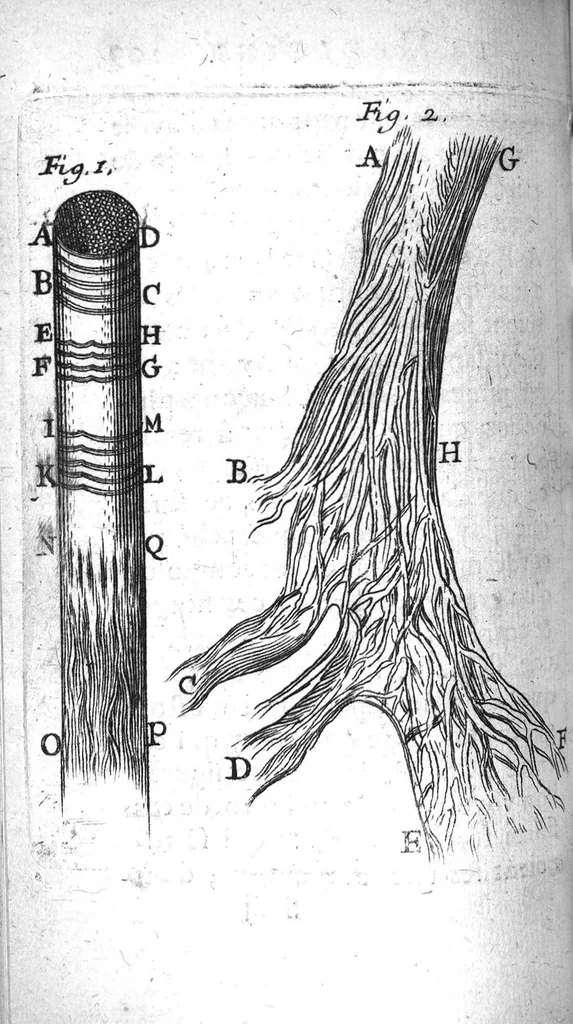 An illustration from Journal de médecine, ou Observations des plus fameux médecins, chirurgiens et anatomistes de l'Europe, tirées des journaux des pays étrangers et des mémoires particuliers, 1683, leaf 209