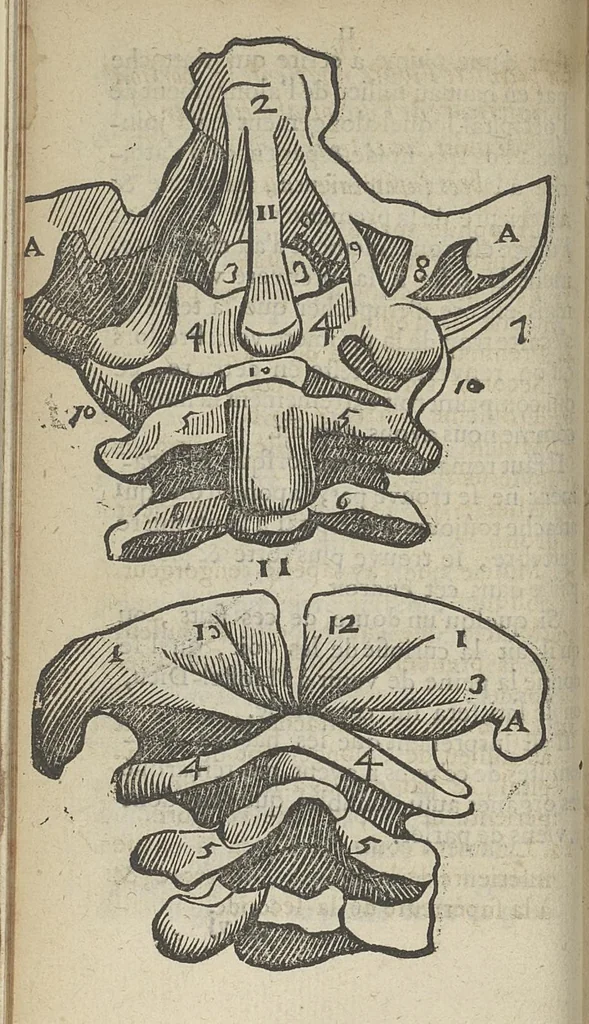 An illustration from Histoire de cinq paires de muscles qui servent à differens mouvemens de la teste...avec une observation sur un crane monstrueux, 1698, leaf 11