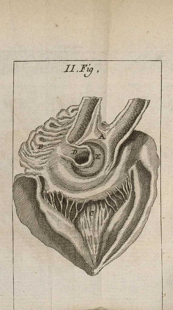 An illustration from Lettre de M. Silvestre du college des medecins de Londres a M. Regis : où l'on examine le sentiment de Mr Mery sur le mouvement du sang par le trou ovale, 1698, leaf 49