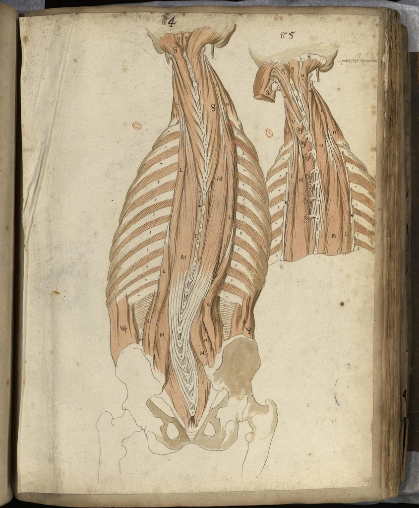 An illustration from [Myologie de l'homme : tronc, membre supérieur, membre inférieur et corps entier ; précédée de deux feuillets non identifiés (nomenclature et schéma de viscères)], 1660, leaf 57